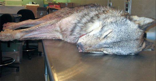 Missouri Hunter Shoots Young Wolf or Massive Coyote