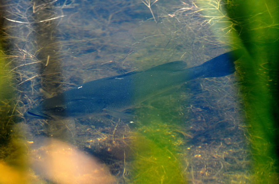 Bass Facts and Myths 19 Things You Didn't Know About Bass