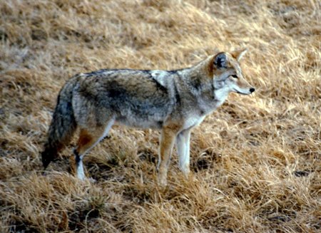 httpswww.outdoorlife.comsitesoutdoorlife.comfilesimport2014importArticleembedcoyote.png