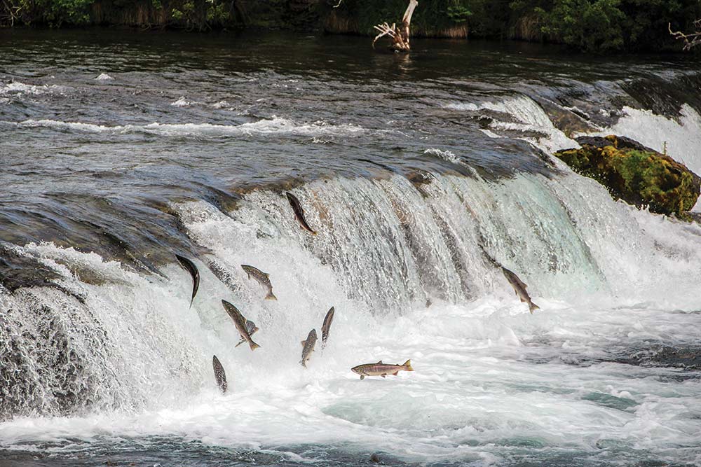 salmon jumping brooks falls