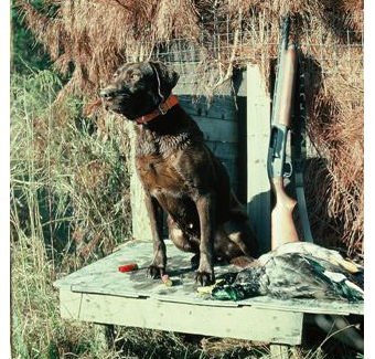 httpswww.outdoorlife.comsitesoutdoorlife.comfilesimport2014importImage2008legacyoutdoorlifedog_ChesapeakeBayRetriver.jpg