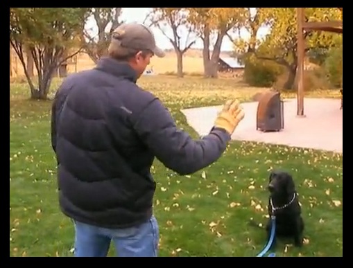 VIDEO: Obedience Training