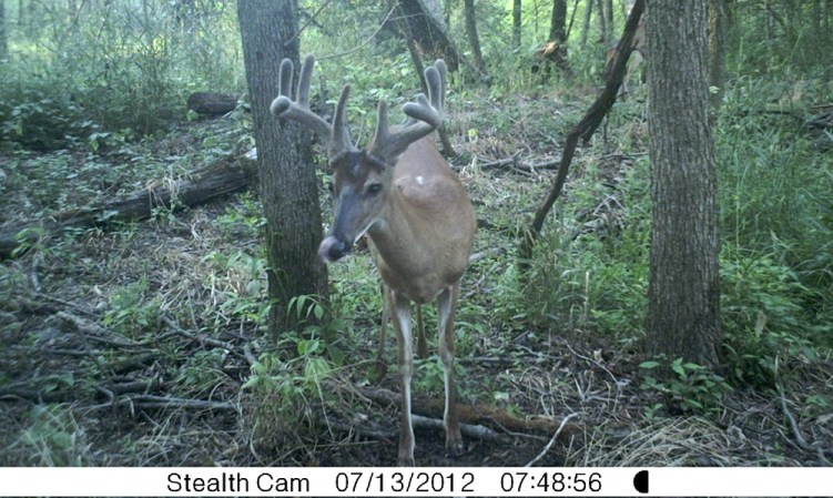 Trail Cameras: What You Need to Know About Whitetail Summer Ranges