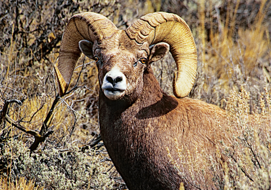 bighorn sheep ram