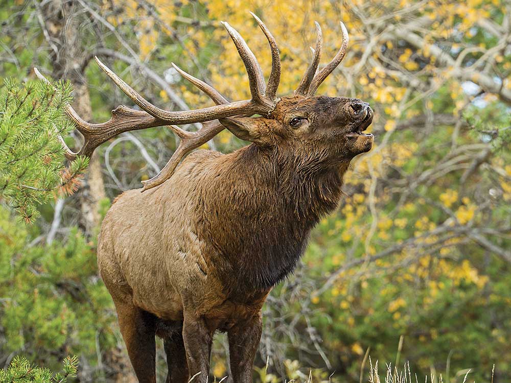 7 Secrets for Bowhunting Bull Elk From Two Hunters with a Crazy Success