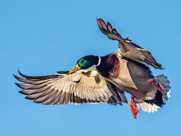 5 Tips to Take More Mallards This Duck Season