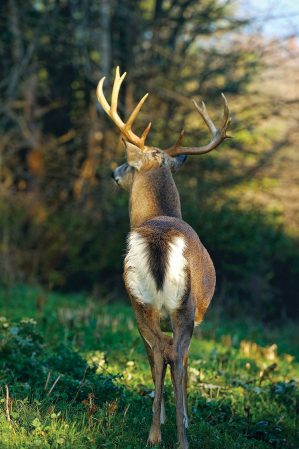 8 Ways Whitetails Communicate with Their Tails, and What Each Means for Hunters