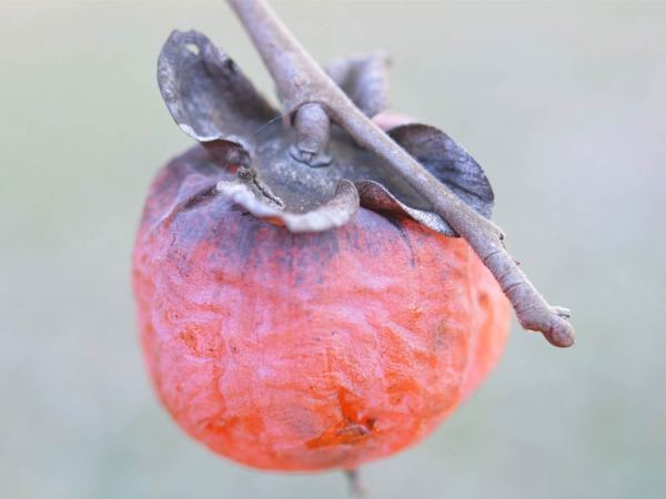 American persimmon (Diospyros virginiana)