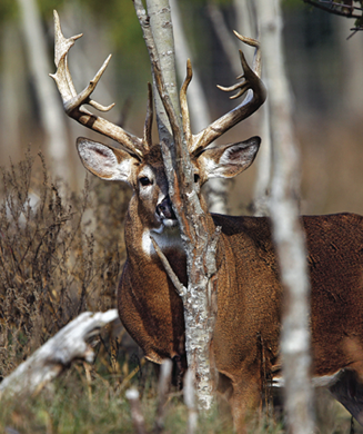 Outdoor Life’s No-Excuses Guide To Hunting The Rut