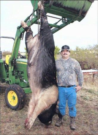 760-Pound Pig Killed By Oklahoma Hunter