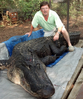 Florida Trapper Catches Monster, 14-Foot Alligator in a Residential Lake