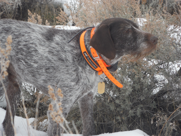How to Properly Direct a Bird Dog’s Keen Nose