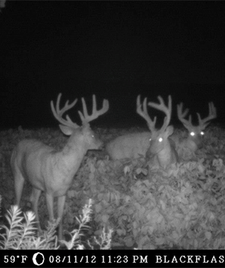 Deer Hunting: How to Set Up Trail Cameras and Pattern Mature Bucks