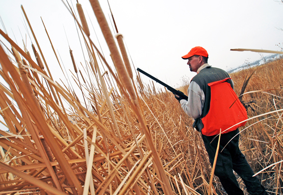 Upland Bird Hunting Tips: How to Find More Birds in November