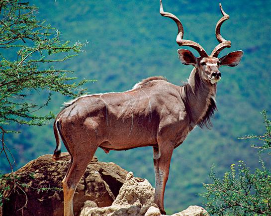 How to Plan a Hunting Trip to Africa