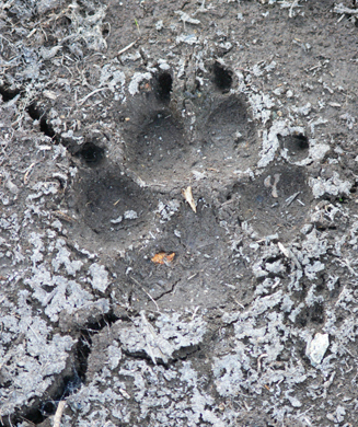 How to Identify Tracks of 10 Common North American Species