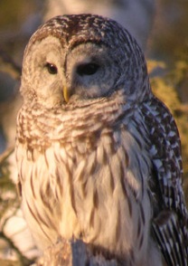Owl Hooting for Gobblers