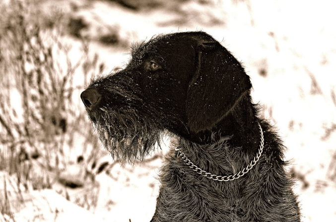 Top Dogs: Baron, the German Wirehaired Pointer