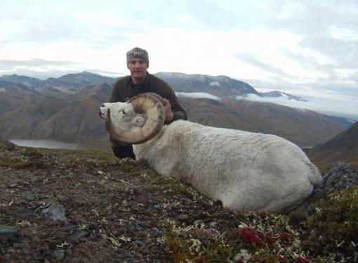 Hunting Tactics for Dall Sheep