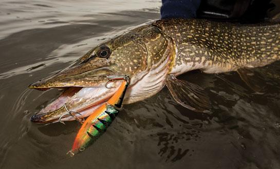 Fishing Tips: How to Catch Big Pike in the Fall