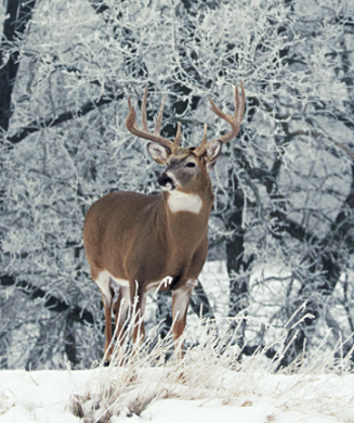 Late Season Deer Tips