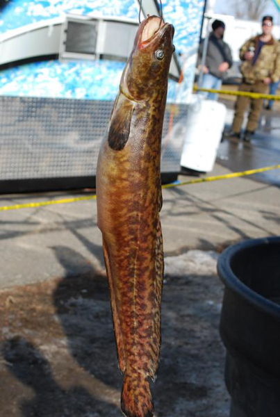 an eelpout