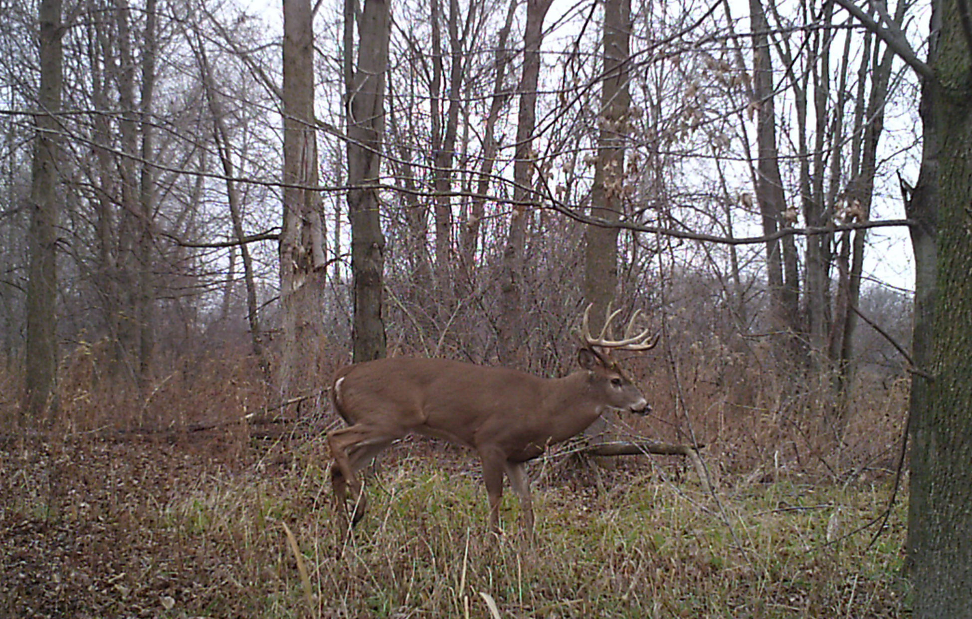 deer trail camera