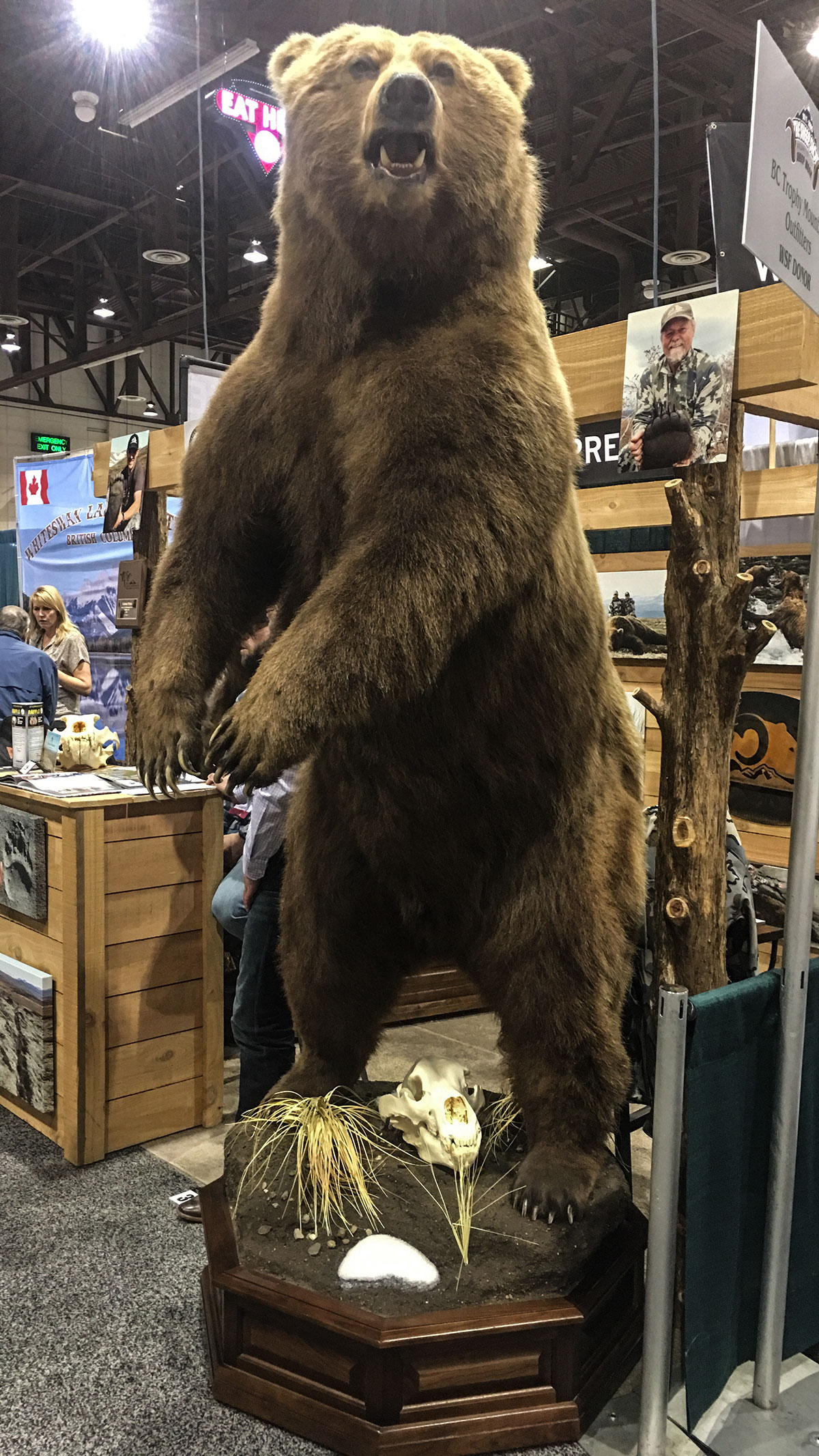 standing brown bear mount