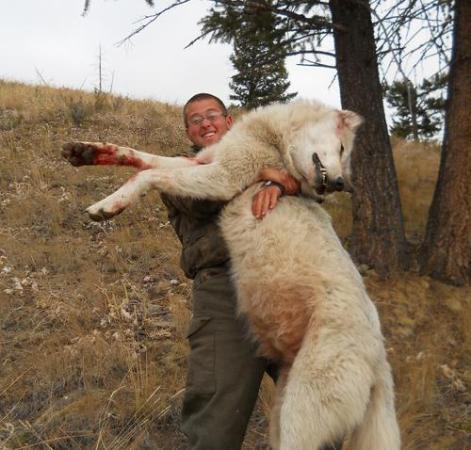 The Year of Canis Lupus: Wolf News in 2011
