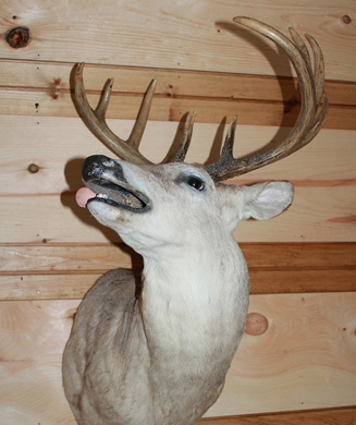 Photos: Worst Whitetail Mounts from the Web