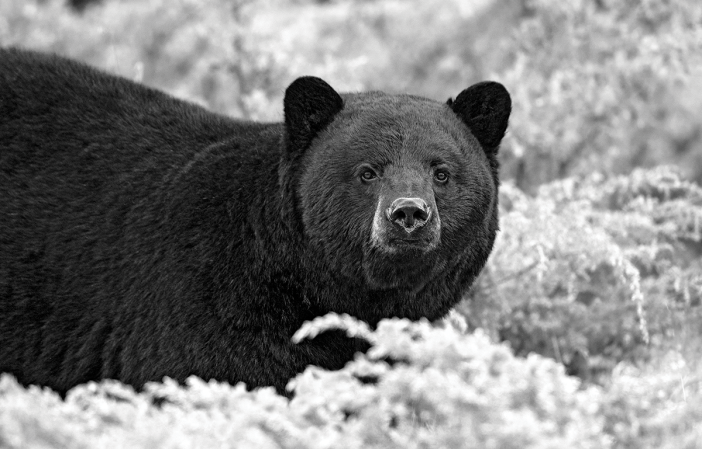 How to Call Fall Bears with Prey Distress Calls