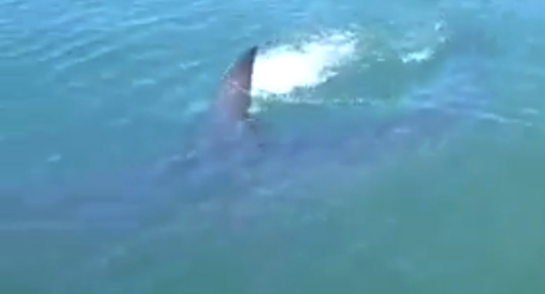 Funny Video: Teens Freak Out When Monster Shark Eats Their Catch