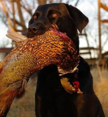 Hunting Dog Profile: The Labrador Retriever