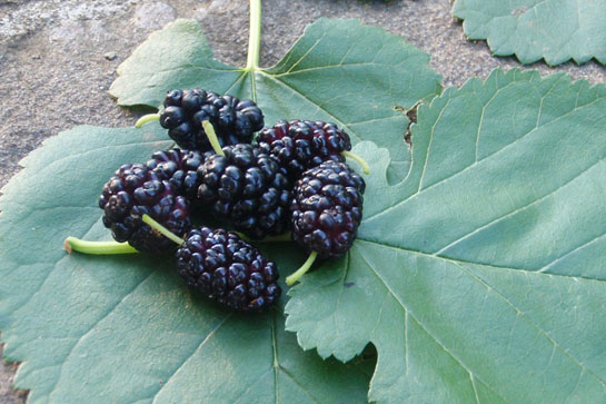 Survival Skills: 5 Uses For Mulberry Fruit
