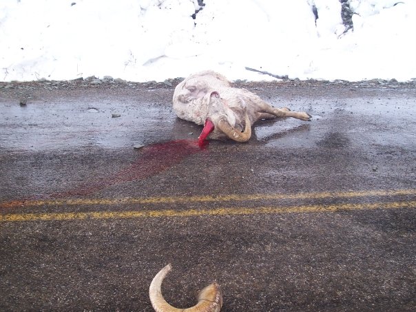 bighorn sheep fall