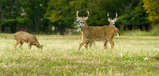 Seven Things to Know About Temperature and Deer Activity