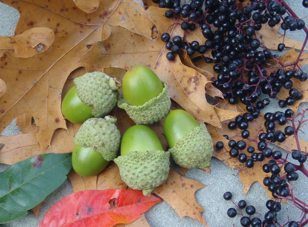 acorns and wild berries