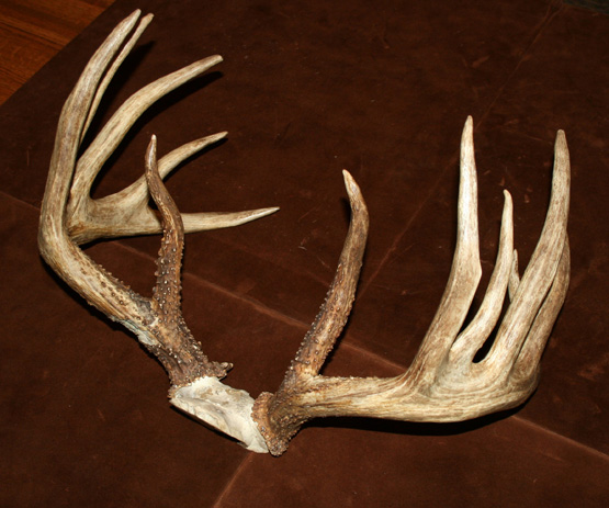 King Buck is Not Crowned New World Record