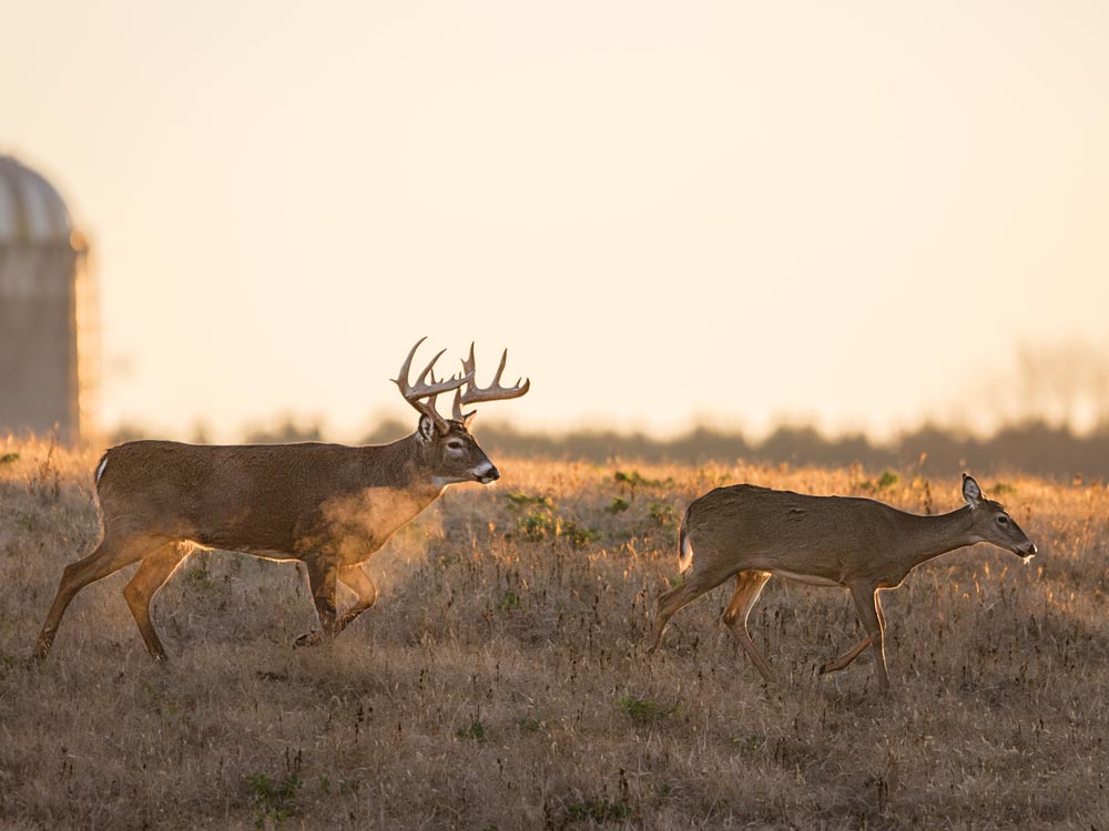 buck following a doe in a field