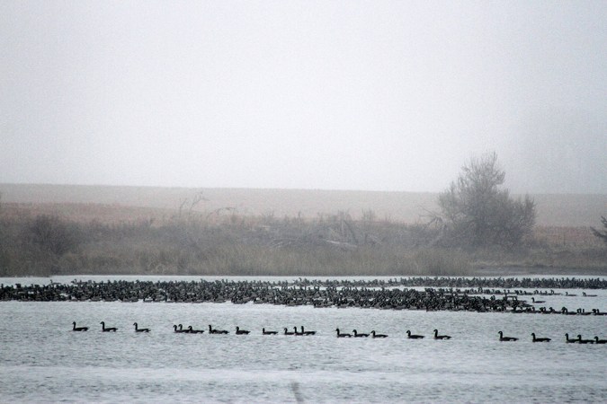 6 Early-Season Duck and Goose Scouting Tips from a Master Waterfowler