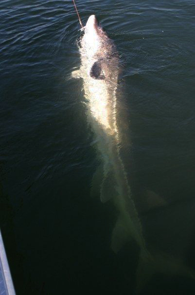 httpswww.outdoorlife.comsitesoutdoorlife.comfilesimport2013images201104sturgeon3_0.jpg