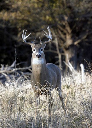 Whitetail Deer: How to Pattern Bucks During the Rut