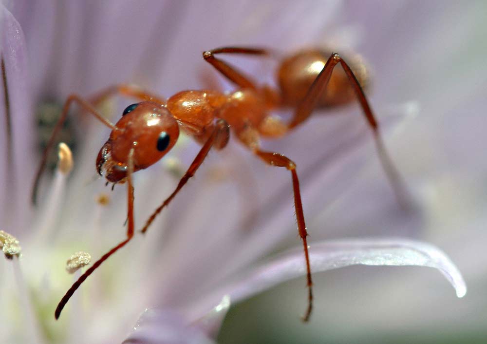 ants survival food