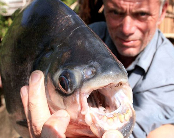 Pacu: Boy catches fish with 'human-like teeth' in an Oklahoma pond : NPR