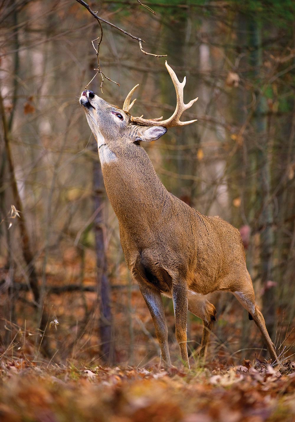 whitetail buck licking branch