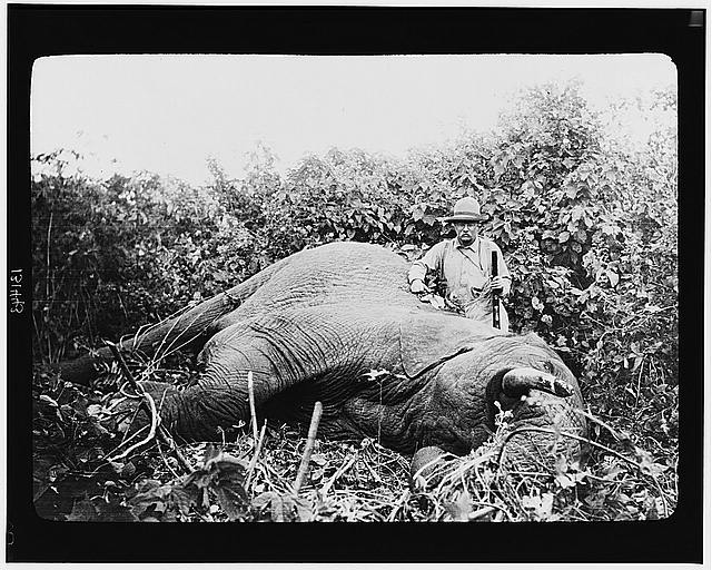 Theodore Roosevelt big game hunting african safari
