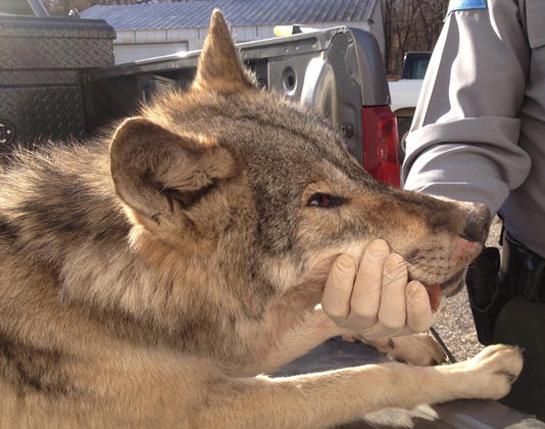 Update: Test Reveals Missouri Canine Was A Wolf