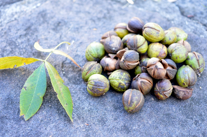 How to Identify and Eat Hickory Nuts