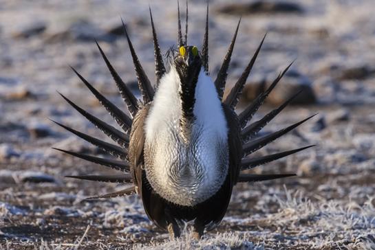 Oregon Sage Grouse: When Ranchers Are the Conservationists
