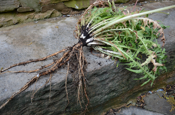Survival Skills: 3 Wild Roots for Spring Foraging